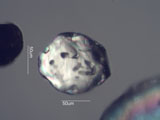 Zircon