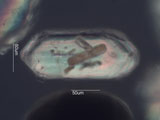 Zircon