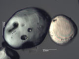 Zircon