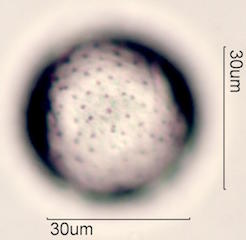 Zygocatus (Schlumbergera Truncata Group) Pollen