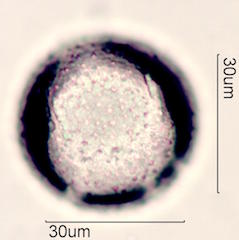Zygocatus (Schlumbergera Truncata Group) Pollen