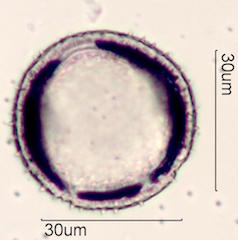 Zygocatus (Schlumbergera Truncata Group) Pollen