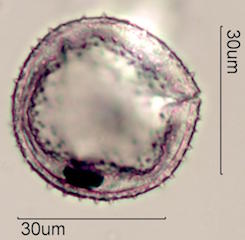 Zygocatus (Schlumbergera Truncata Group) Pollen