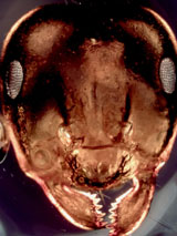 Moisture Ant Head and Mandible