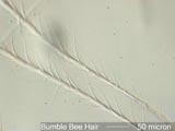Bumblebee Hair