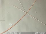 Insect Hair