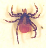 Blackeyed Tick