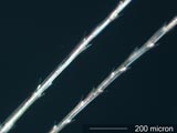 Cat's Ear Akene Hair