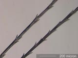Cat's Ear Akene Hair