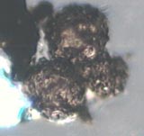 3 Cenospheres