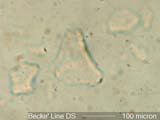 dsBL1.67M7-1.662