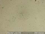 dsBL10XN1.67M7-1.662