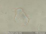 dsBLN1.66M7-1.662