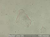 dsBLP1.66M7-1.662