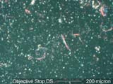 Central Stop Dispersion Staining