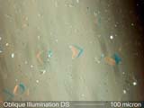 Oblique Dispersion Staining