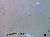 Bird Feather Barbule