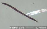 Flight Feather Barbule Under the Microscope