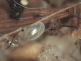 Flea Egg