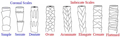 Hair Cuticle Patterns