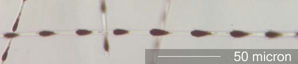 House Finch (Fringilidae) Under the Microscope