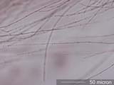 Hummingbird (Trochilidae) Under the Microscope