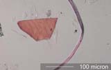 Insect Fragment