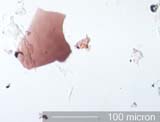Insect Fragment