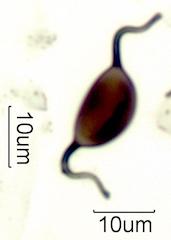 Arnium leporinum