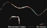 Mercerized Cotton