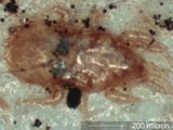 Mite