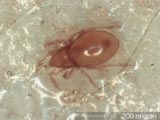 Mite
