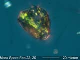 Moss Spore