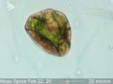 Moss Spore
