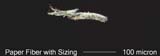 Paper Fiber with Sizing