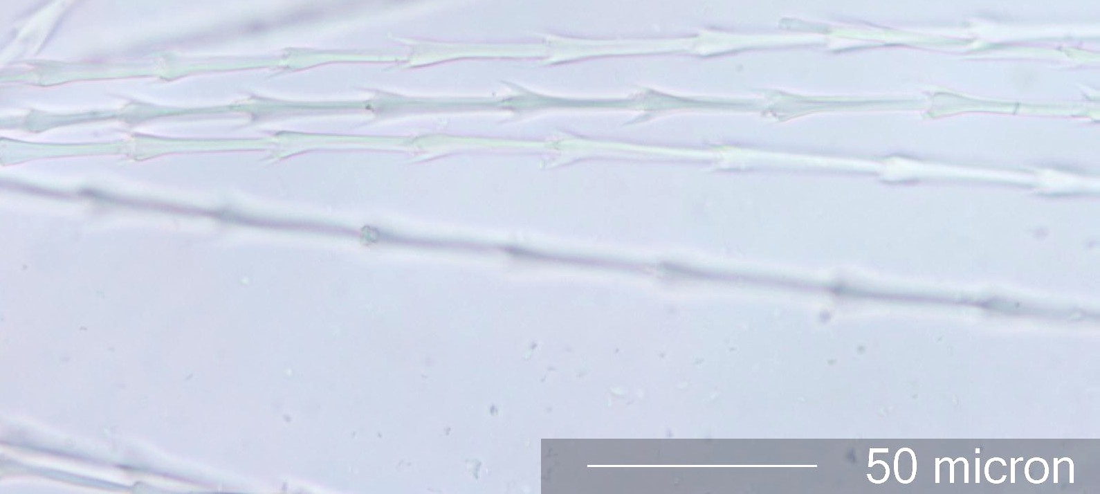 Parakeet Feather Barbules