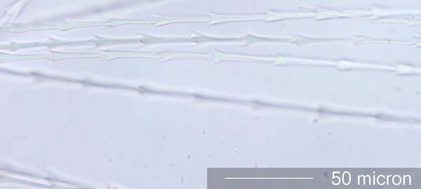 Parakeet (Psittacidae) Under the Microscope