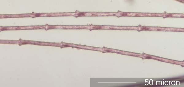 Pheasant (Phasianidae) Under the Microscope