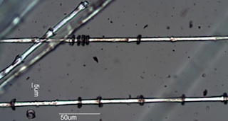 Pheasant (Phasianidae) Under the Microscope