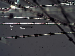 Pheasant (Phasianidae) Under the Microscope