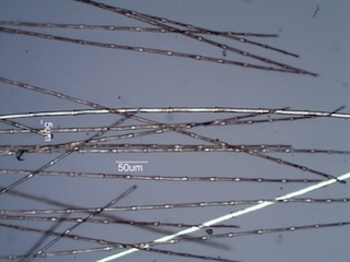 Pheasant (Phasianidae) Under the Microscope