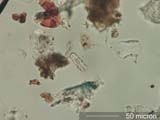 Phytolith