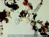 Pollen and Diatoms