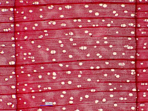 Acer saccharinum, Cross-Section