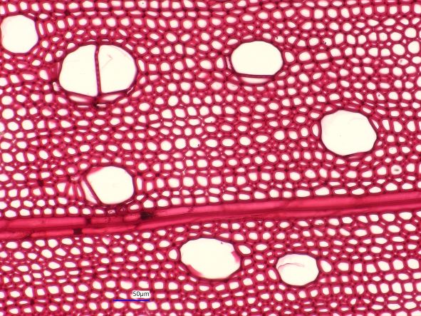 Acer saccharinum, Cross-Section