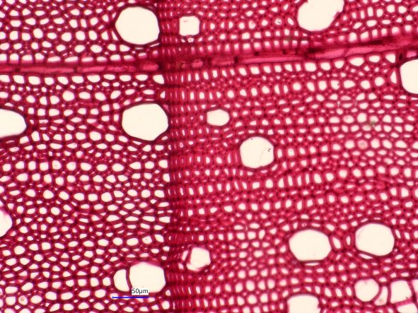 Acer saccharinum, Cross-Section