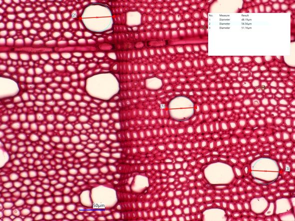Acer saccharinum, Cross-Section
