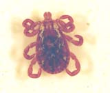 Soft Bodied Tick