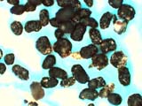 Mite Frass (Fecal Pellets)