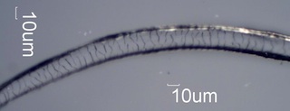 Wool Cuticle